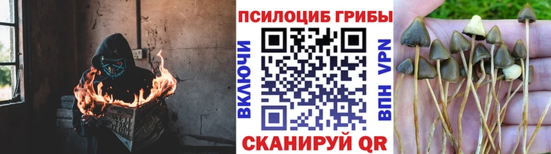 Галлюциногенные грибы Cubensis  купить  цена  MEGA   Баксан 
